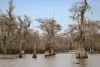 Cypress trees in the Atchafalaya Basin.