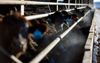 Cows feed at a barn