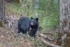 A black bear standing in a forest 