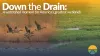 Down the Drain