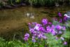 purple flowers grow by a clear stream