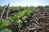 The ground is covered in rows of green plants, with brown woody material living the edges of the rows