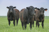 Three black cows stand in a field