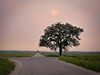 A tree stands near a 4-way stop with a light pink sky and a small orange sun above