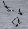 five white and black ducks fly over water