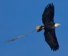 An eagle flies with wings spread wide through a blue sky. A piece of plant debris is pulled from his feet behind him 