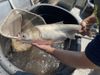 A person displays an arms-length silver fish, held over a large bin of water where a fishing net rests