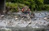 Two people in a small steamboat hold nets while grey fish jump from the water all around them