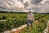 A man in a ballcap, jeans, and a white button-up work shirt walks between the rows of vegetable crops