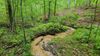 A small stream winds through a lush, wooded area in the Wolf River watershed in Tennessee.