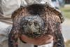 An alligator snapping turtle rests on a person's hand.