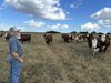 Wilburn Harris calls out to his cows on his farm in Drexel, Mo.