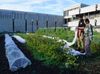 Two people stand on Northern Illinois University's campus garden, which provides free fruits and vegetables to students and community members.