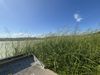 Wild rice grows in the upper Mississippi River near Goose Island County Park.