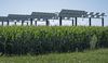 Several solar panels face the sun in a field of corn 