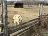 A pig stands behind a fence, waiting for organic feed, at the Illinois Country Harvest. 