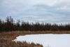 Volo Bog Natural Area in northern Illinois.