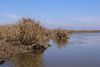 Wax Lake Delta