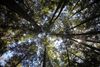 View from below looking up to the sky, where tall trees hover over