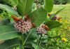 8 orange butterflies sit on the light pink flowers of milkweed plants 