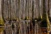 A stand of bottomland hardwood trees standing in flooded, sunken ground.
