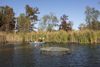 A woman paddles in a kayak with tall cattails behind her. A round cage is installed in the water beside her