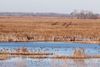 A flock of Canada geese fly over a yellow marsh with more geese in the water below them