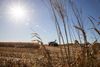 A tractor sits idle in a corn field 