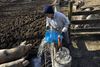 Jess D'Souza, owner of Wonderfarm, pours water for her pigs. 