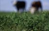 As cover crop use grows, many farmers struggle to commit to the practice