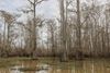 A wetland with tall grey trees standing in shallow water 
