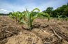 A corn plants sprouts in Ray McCormick’s land in Vincennes, Indiana.