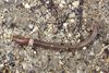<i>Amynthas</i> species, also called jumping worm