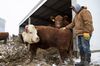 A person stands in a carhartt coat, hoodie, and thick gloves while petting a cow near a barn