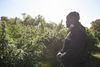 Alt text: An urban farmer stands beside tall hemp plants growing in a field.