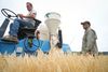 Ed Schiefelbein, left, and Guillermo Velasquez harvest barley grown in the University of Minnesota field, Friday, July 8