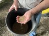 A man holds a handful of seeds over a bucket