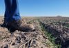A person in boots stands in a vast, brown field