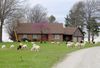 Dozens of brown and white sheep are seen grazing on the grass in front of a brown house 