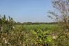 A sugarcane field viewed from the fence line of Whitney Plantation in St. John the Baptist Parish, Louisiana, with the Gramercy Bridge visible in the distance.