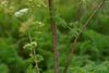 Poison hemlock, an invasive plant, has tall smooth stems with purple spots, fern-like leaves, and clusters of small white flowers.