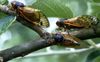 Three adult periodical cicadas climb along tree branches.