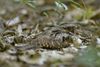 A brown bird sits on a ground nest