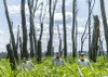 Three wildlife biologists walk through "the boneyard" at Reno Bottoms, a wildlife area in the backwaters of the Mississippi River. 