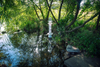 A glass sculpture sits in a quiet creek under green willows 