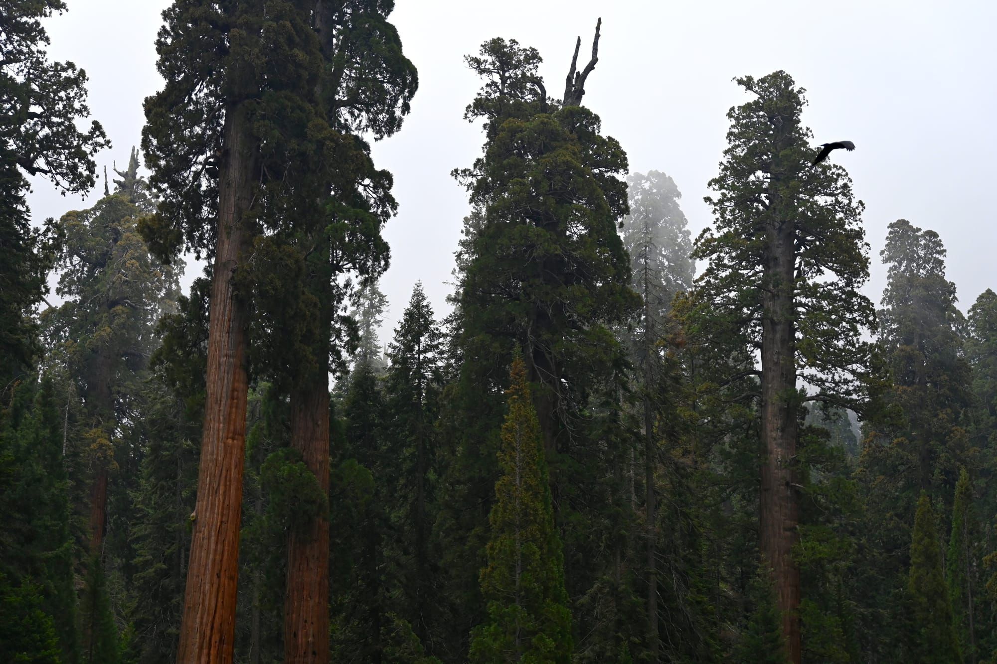 Favorite Photographs: Giant Trees 2025
