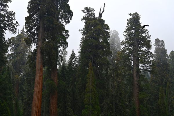 Favorite Photographs: Giant Trees 2025