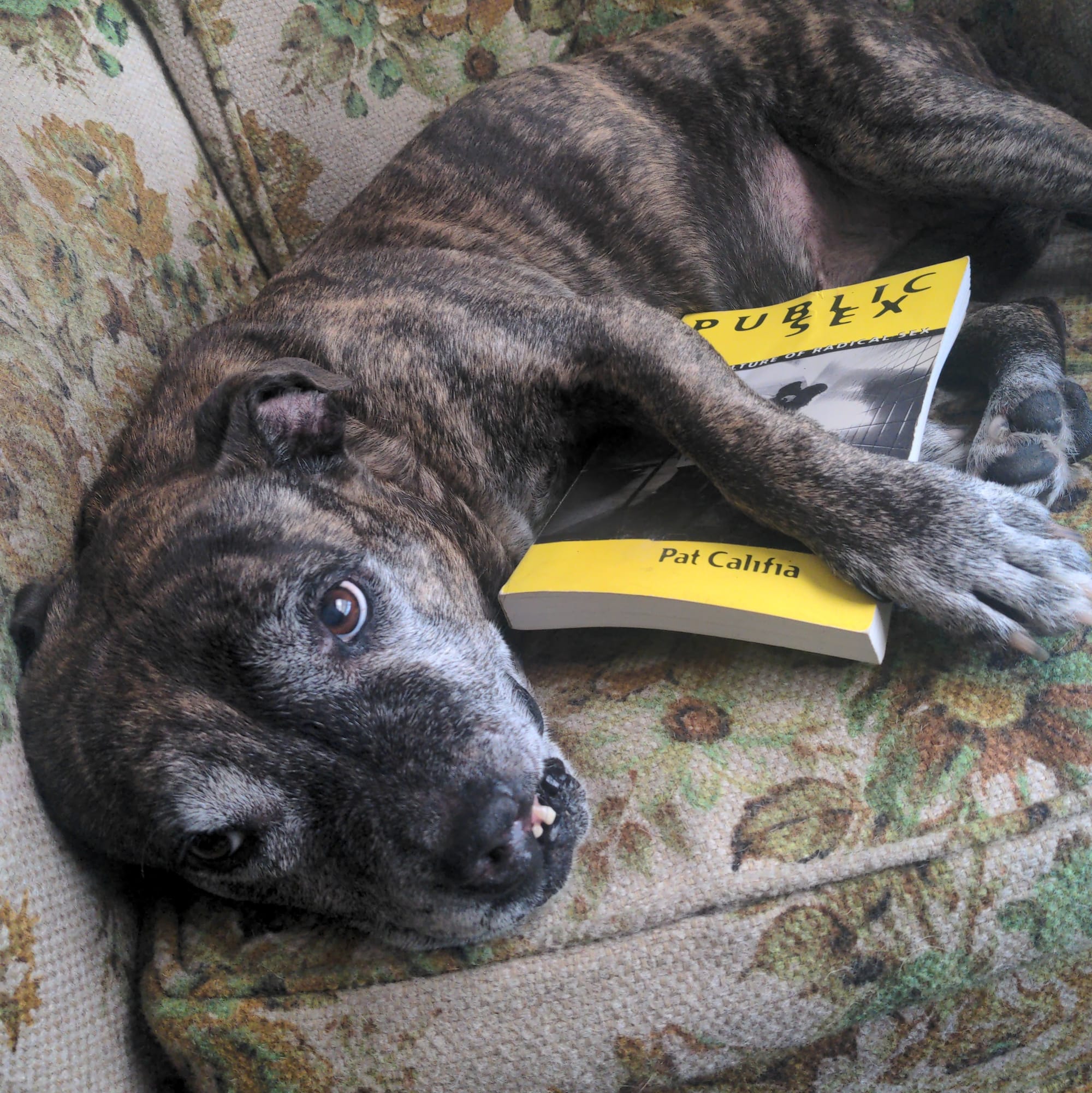 My reverse-brindle pitbull, Darlene, sits on a floral 70s chair with a worn copy of Califia's book. She looks up  to the camera like a precious good girl with a beautiful snaggletooth who would never do anything wrong.