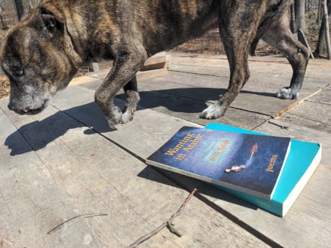 On a wooden platform in the woods, my beautiful and elderly reverse-brindle pit bull walks cutely by a stack of two books, Wanting in Arabic and To Look at the Sea Is to Become What One Is.