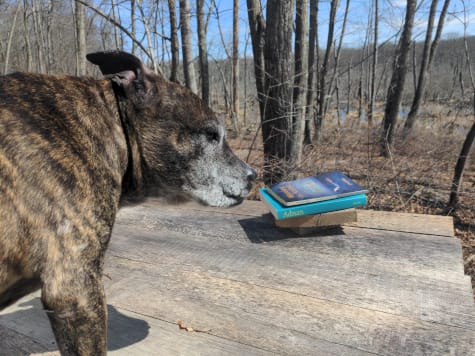 On the wooden platform, a forested landscape and blue sky in the background, my reverse-brindle pit bull looks over her shoulder at me, annoyed, and the stack of two books sits beyond her.